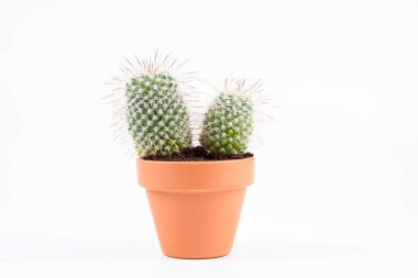 Cactus plant, in a clay pot, on a white background