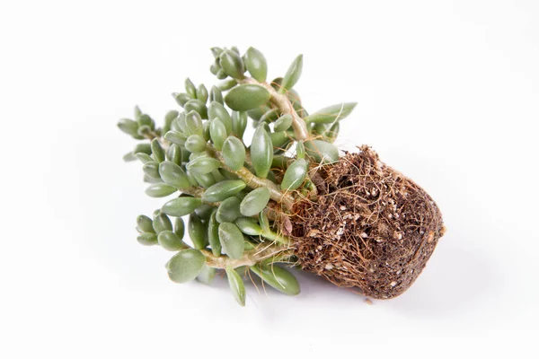 Succulent Pokojová Rostlina Hrnce Bílém Pozadí — Stock fotografie