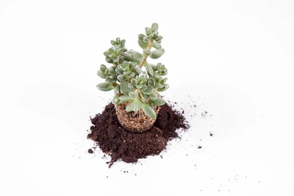 Succulent Houseplant Puli Białym Tle — Zdjęcie stockowe