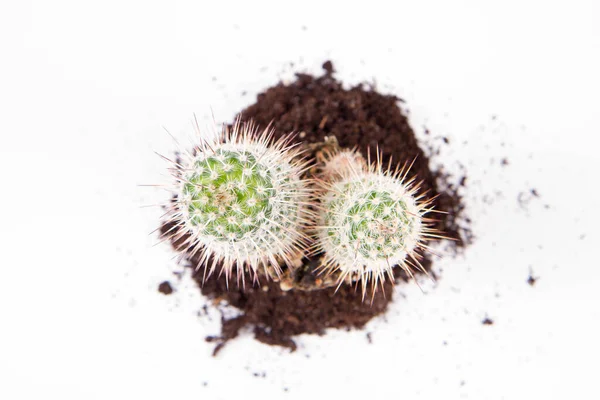 Kaktuspflanze Aus Dem Topf Auf Weißem Hintergrund — Stockfoto