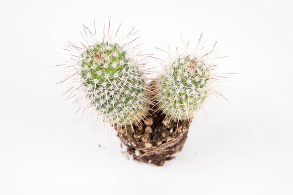 Cactus Plant Out Pot White Background — Stock Photo, Image
