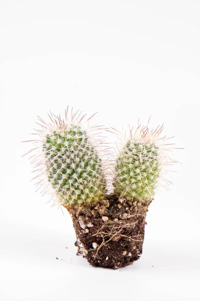 Kaktuspflanze Aus Dem Topf Auf Weißem Hintergrund — Stockfoto