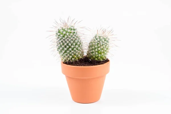 Cactus Plant Clay Pot White Background — Zdjęcie stockowe