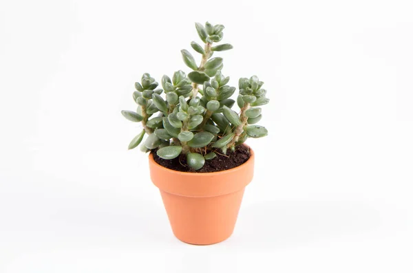 Succulent Houseplant Clay Pot White Background — Zdjęcie stockowe