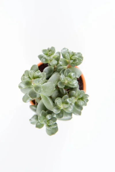 Succulent Szobanövény Agyagedényben Fehér Alapon — Stock Fotó