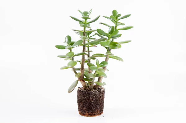 Jade Növény Crassula Ovata Szobanövény Egy Edényből Fehér Alapon — Stock Fotó
