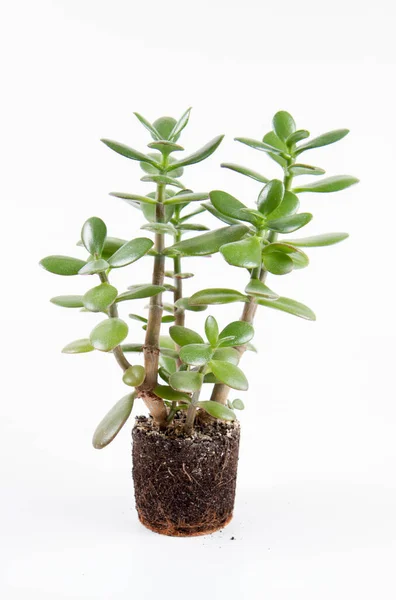 Jade Plant Crassula Ovata Houseplant Out Pot White Background — Stock Photo, Image