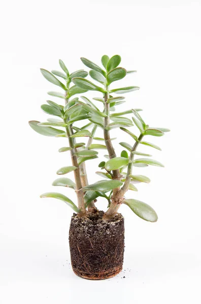 Jade Növény Crassula Ovata Szobanövény Egy Edényből Fehér Alapon — Stock Fotó