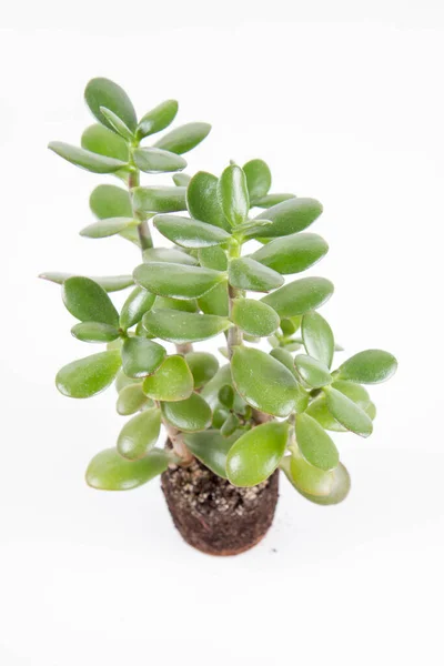 Jade Plant Crassula Ovata Houseplant Out Pot White Background — Stock Photo, Image