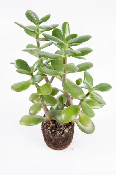 Jade Plant Crassula Ovata Houseplant Out Pot White Background — Stock Photo, Image