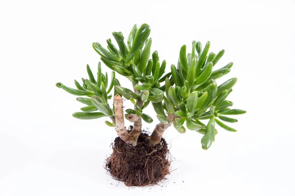 Jade Növény Gollum Crassula Ovata Szobanövény Egy Edényben Fehér Alapon — Stock Fotó