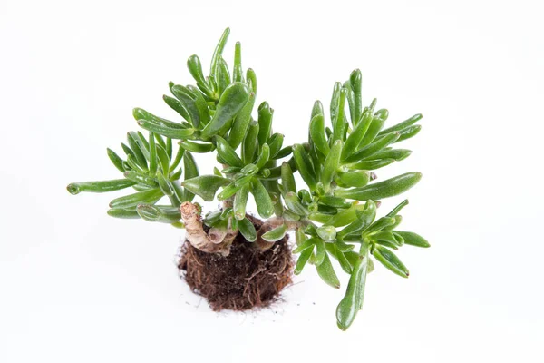 Jadepflanze Gollum Crassula Ovata Zimmerpflanze Aus Einem Topf Auf Weißem — Stockfoto