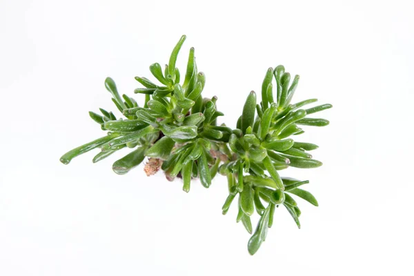 Jade Plant Gollum Crassula Ovata Houseplant Out Pot White Background — Stockfoto