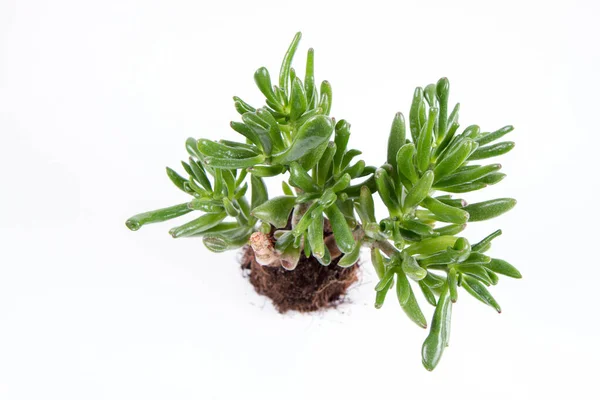 Jade Növény Gollum Crassula Ovata Szobanövény Egy Edényben Fehér Alapon — Stock Fotó