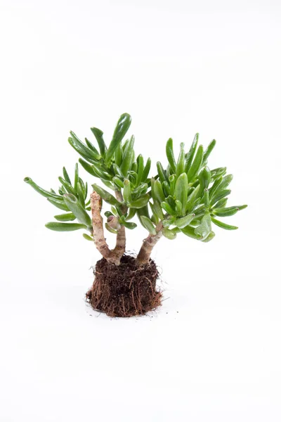 Jade Növény Gollum Crassula Ovata Szobanövény Egy Edényben Fehér Alapon — Stock Fotó