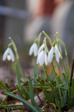 Güneşte açan yaygın kar damlası (Galanthus)