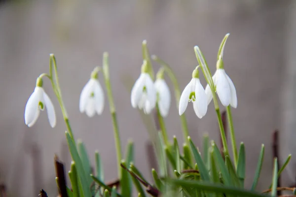 Bucaneve Comune Galanthus Che Fiorisce Sole — Foto Stock