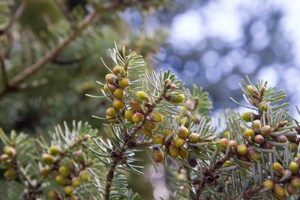 Branche Épinette Début Printemps Gros Plan — Photo