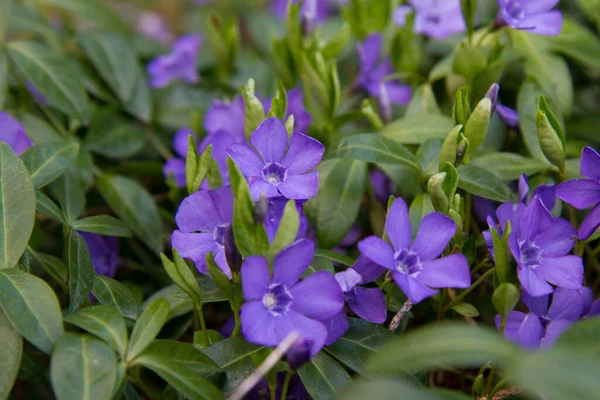 Lesser Periwinkle Blooming Purple Flowers — Photo