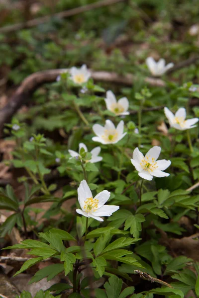 Anemone White Flowers Blooming Spring Forest — 스톡 사진