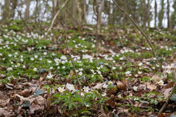 Anemon Vita Blommor Blommar Ren Skog — Stockfoto