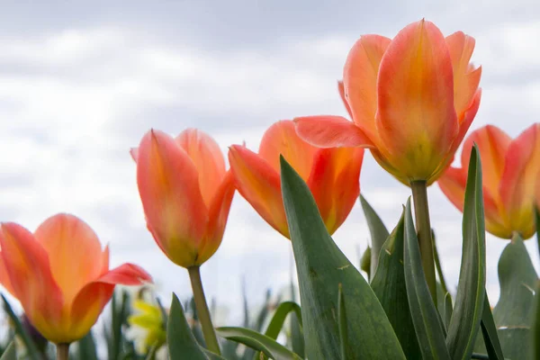 Blommande Tulpaner Uppåt Mot Himlen — Stockfoto