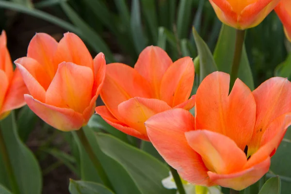 Orange Tulpaner Blommar Trädgård Våren — Stockfoto