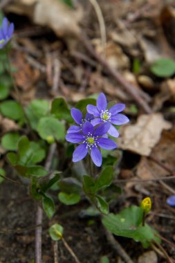 Ormanda çiçek açan karaciğer yaprağı (Hepatica)