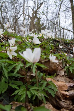 Anemone beyaz çiçekleri İlkbaharda bir ormanda çiçek açar