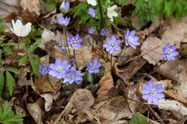 Ormanda çiçek açan karaciğer yaprağı (Hepatica)