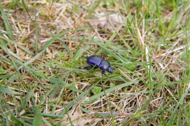 Bahar Dumbledor (Trypocopris vernalis) böceği