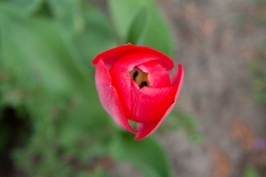 Baharda bahçede açan kırmızı lale.