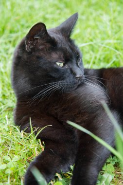 Bahçede dinlenen kara kedi