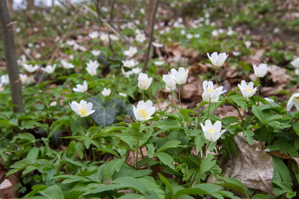 Fleurs Blanches Anémone Fleurissant Printemps Dans Une Forêt — Photo