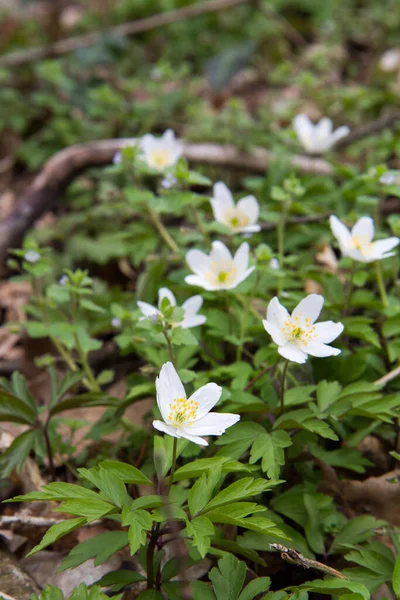 Anemone White Flowers Blooming Spring Forest — 스톡 사진