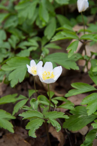 Anemone White Flowers Blooming Spring Forest — 스톡 사진