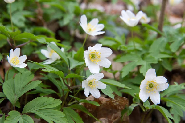 Anemone Beyaz Çiçekleri Lkbaharda Bir Ormanda Çiçek Açar — Stok fotoğraf