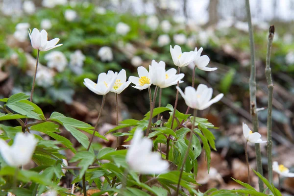 Fleurs Blanches Anémone Fleurissant Printemps Dans Une Forêt — Photo