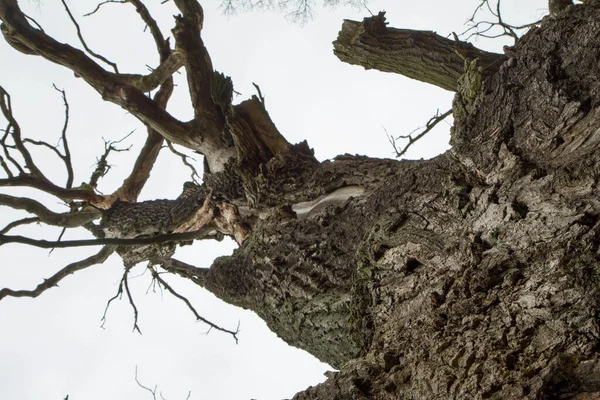 Close Oak Tree Seen Upwards Tree Bark Clearly Visible — Stock Fotó
