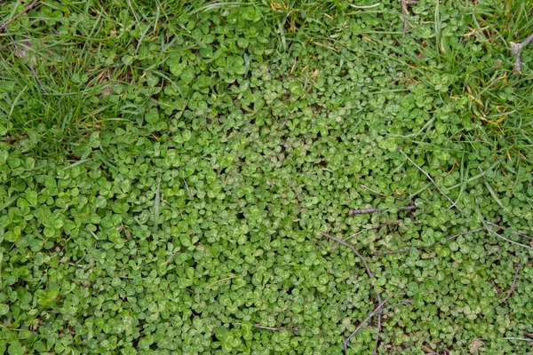 Klöver Växt Nära Håll Natur Bakgrund — Stockfoto