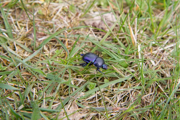 Bahar Dumbledor (Trypocopris vernalis) böceği
