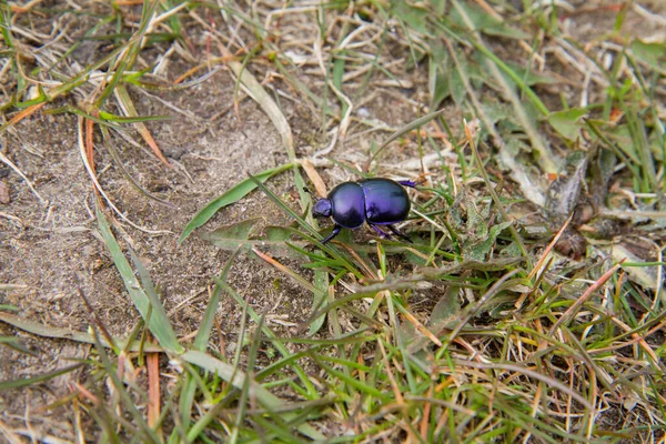 Bahar Dumbledor (Trypocopris vernalis) böceği