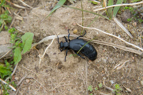 İlkbaharın başlarında mor yağ böceği (Meloe violaceus)
