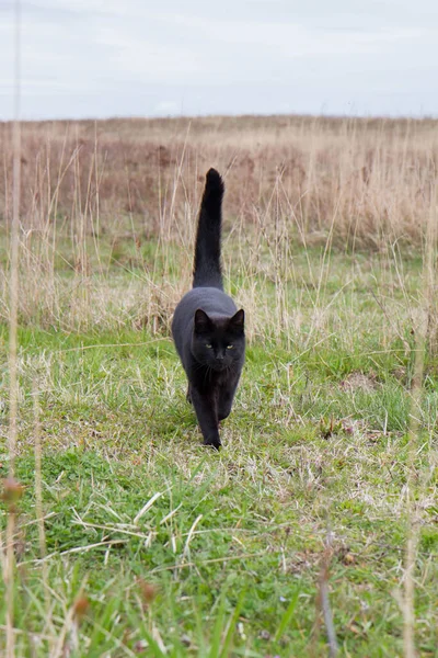 Black Cat Walking Fields — 图库照片