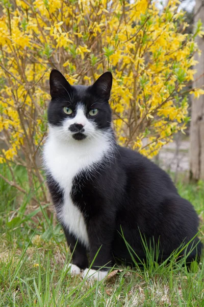 Chat Noir Blanc Dans Jardin — Photo