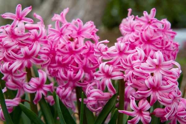 Rosa Hyacint Blommar Trädgård — Stockfoto