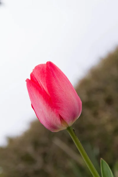 Red Tulip Blooming Garden Spring — Stok fotoğraf