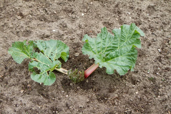 Rhubarb Being Grown Garden — ストック写真