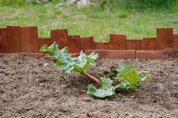 Rhubarb Being Grown Garden — Stock fotografie