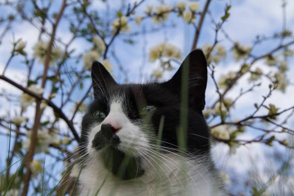 Black White Cat Garden Seen Upwards — Stockfoto